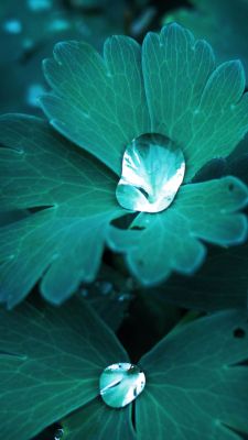 Hojas Verdes Serenas con Gotas de Agua