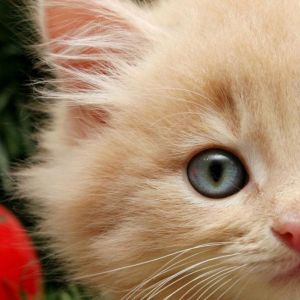 Gatito Navideño Adorable