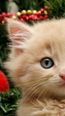 Gatito Navideño Adorable