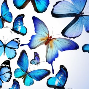 Colección de Mariposas Azules