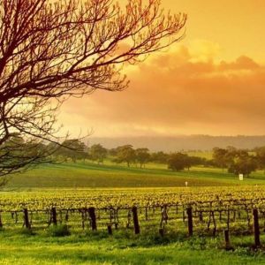 Atardecer sobre Viñedo