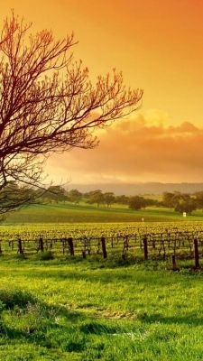 Atardecer sobre Viñedo
