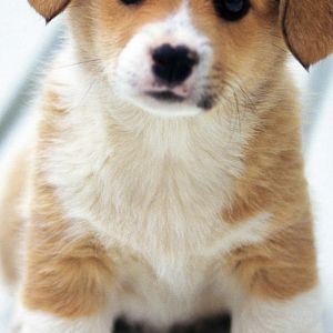 Adorable Cachorro Corgi