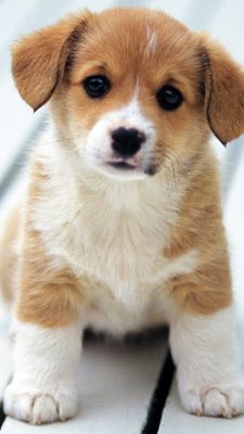 Adorable Cachorro Corgi