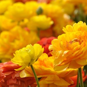 Flores Amarillas Vibrantes