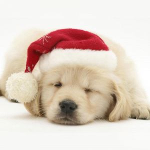 Cachorro Adorable con Sombrero de Santa