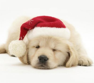 Cachorro Adorable con Sombrero de Santa