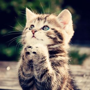 Gatito Adorable Rezando