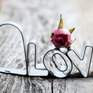 Amor y Rosa