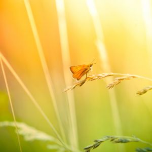 Mariposa en la Hierba