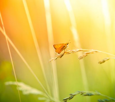 Mariposa en la Hierba