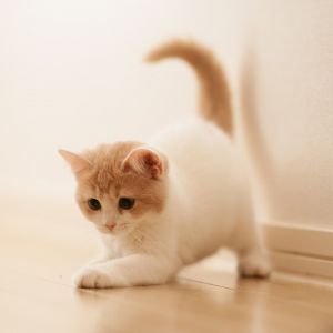 Gato Lindos Jugando