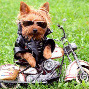 Perro Cool en Motocicleta