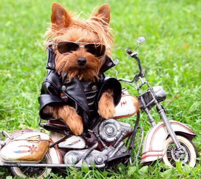 Perro Cool en Motocicleta