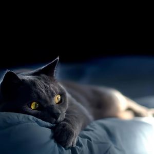 Gato Gris Bonito Descansando