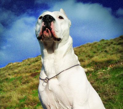 Perro Blanco Majestuoso