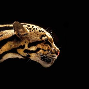 Perfil Majestuoso de Jaguar