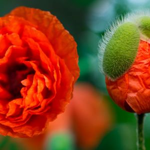 Amapolas Naranjas Vibrantes