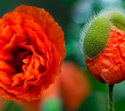 Amapolas Naranjas Vibrantes
