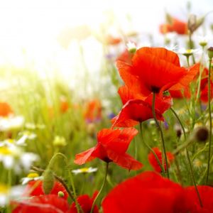 Campo de Amapolas Vibrantes