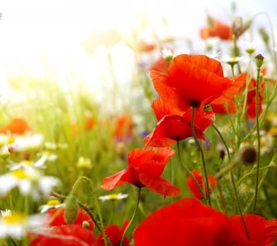 Campo de Amapolas Vibrantes