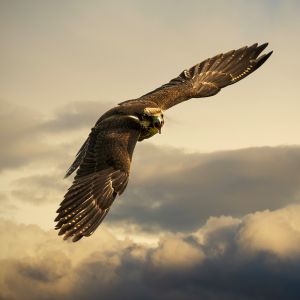 Águila Majestuosa en Vuelo