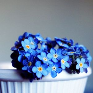 Flores Azules No Me Olvides
