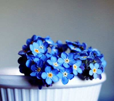 Flores Azules No Me Olvides