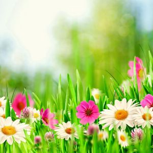 Campo de Flores Vibrantes