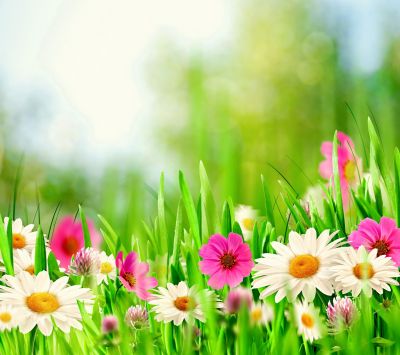 Campo de Flores Vibrantes