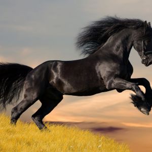 Majestuoso Caballo Negro