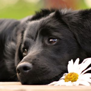Perro Negro con Margarita