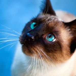 Gato Siamés Acercamiento