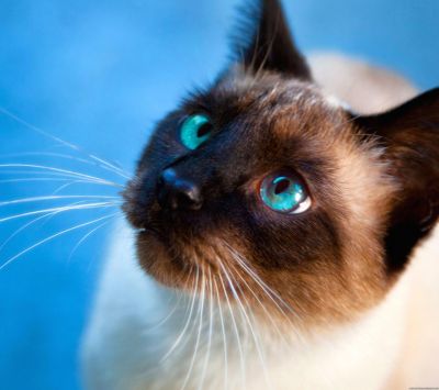 Gato Siamés Acercamiento