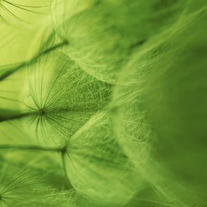 Delicada Abstracta Verde Natural