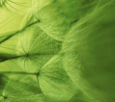 Delicada Abstracta Verde Natural