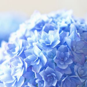 Hortensias Azules