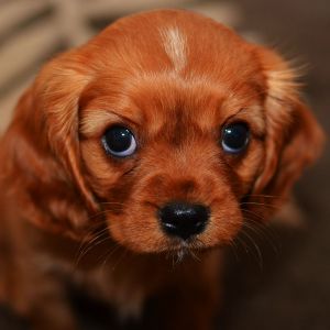 Cachorro de Cavalier King Charles Spaniel
