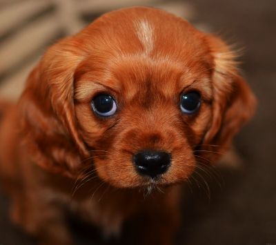Cachorro de Cavalier King Charles Spaniel