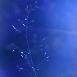 Naturaleza Abstracta Azul