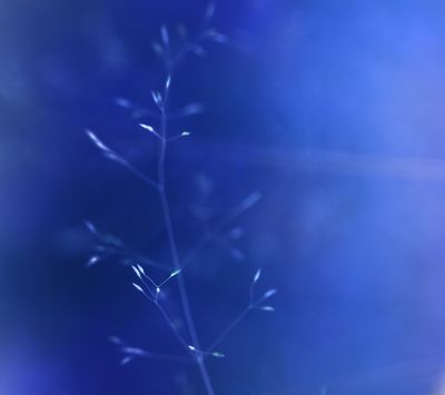 Naturaleza Abstracta Azul