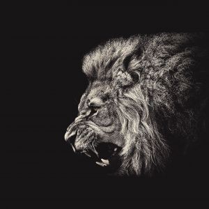 Majestuoso León Rugiente