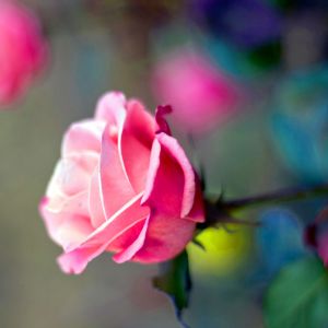 Hermosa Rosa Rosa