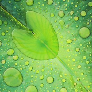 Hoja verde con gotas de agua