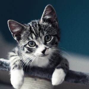 Gatito Atigrado Gris Adorable