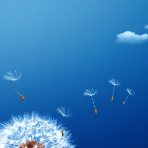 Semillas de Diente de León en el Cielo Azul