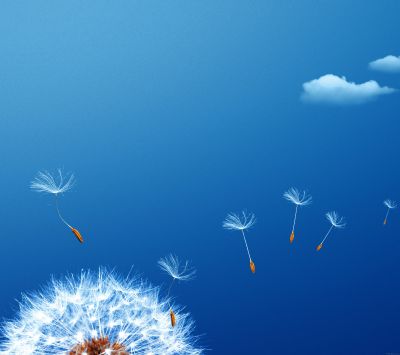 Semillas de Diente de León en el Cielo Azul