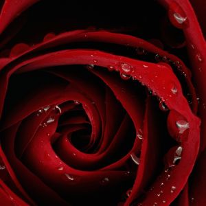 Hermosa Rosa Roja con Gotas de Agua