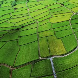 Campos de Arroz Verdes