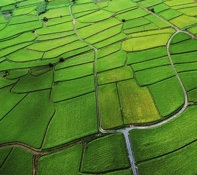 Campos de Arroz Verdes